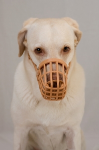 1267447_muzzled.jpg