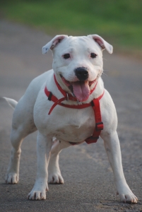 1392460_staffordshire_bull_terrier.jpg