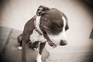 945268_pit_bull.jpg