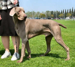 Weimaraner2WTDS_Ap6D.jpg