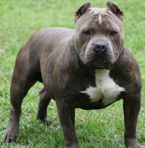 americanpitbullterrier.jpg